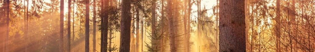 sunbeam-through-forest