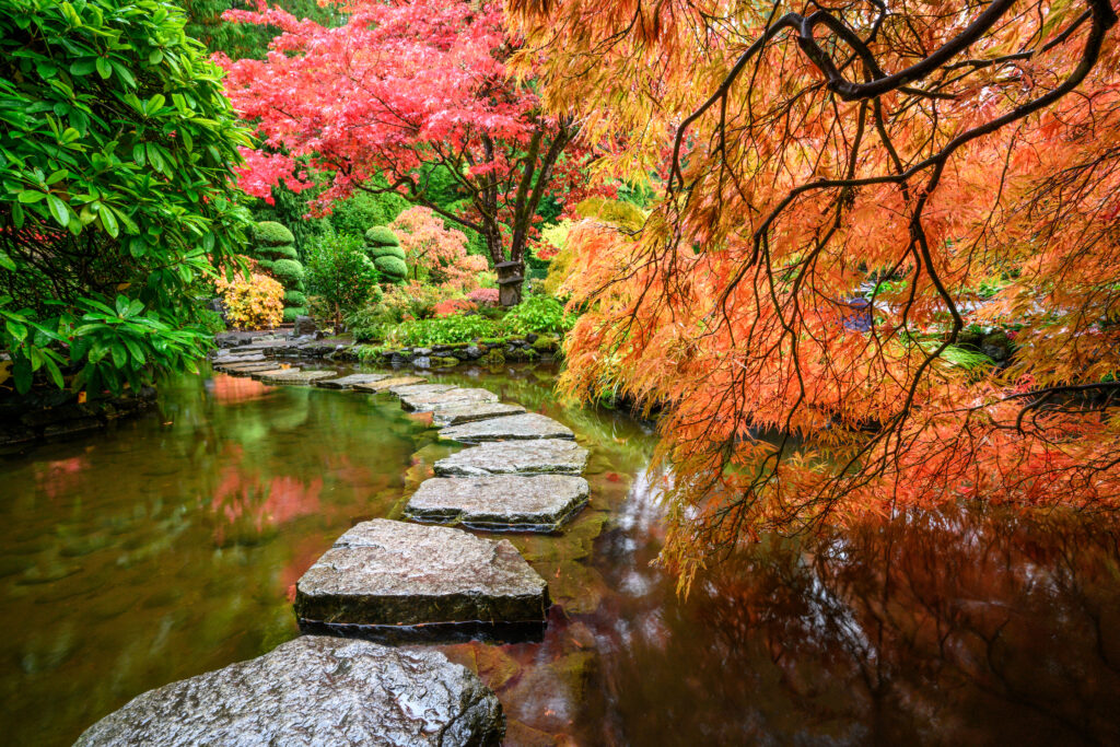 Japanese Maple in autumn, Butchart Gardens, Victoria, Vancouver Island, BC Canada